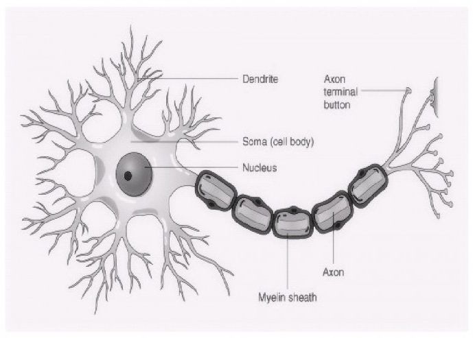 Cell body of a motor neuron