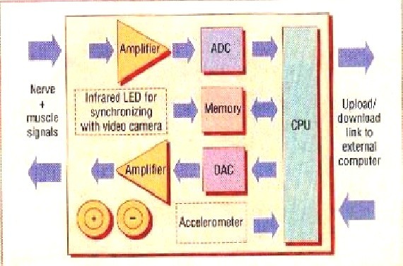 Neuro chips Neurochip functional block diagram